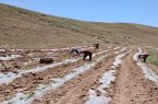 ضرورت جمع‌آوری بقایای پلاستیکی از مزارع آذربایجان شرقی