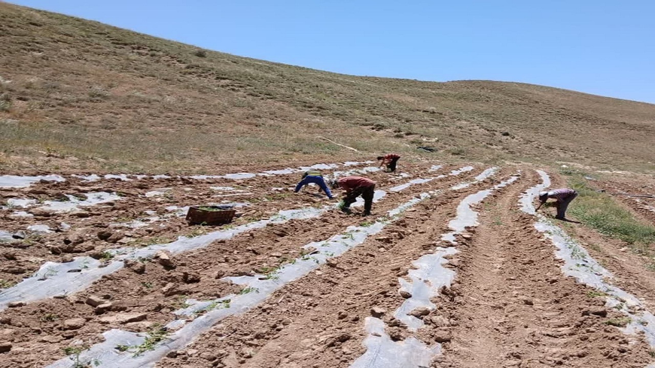 ضرورت جمع‌آوری بقایای پلاستیکی از مزارع آذربایجان شرقی