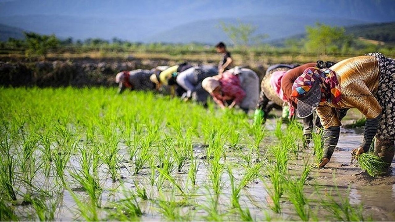 بیمه رایگان زنان سرپرست خانوار در روستاها/ حدود ۹ میلیون روستایی فاقد بیمه‌ هستند