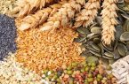 امنیت غذایی ایران در آستانه بحران؛ دیم‌زارها آخرین سنگر در برابر خشکسالی