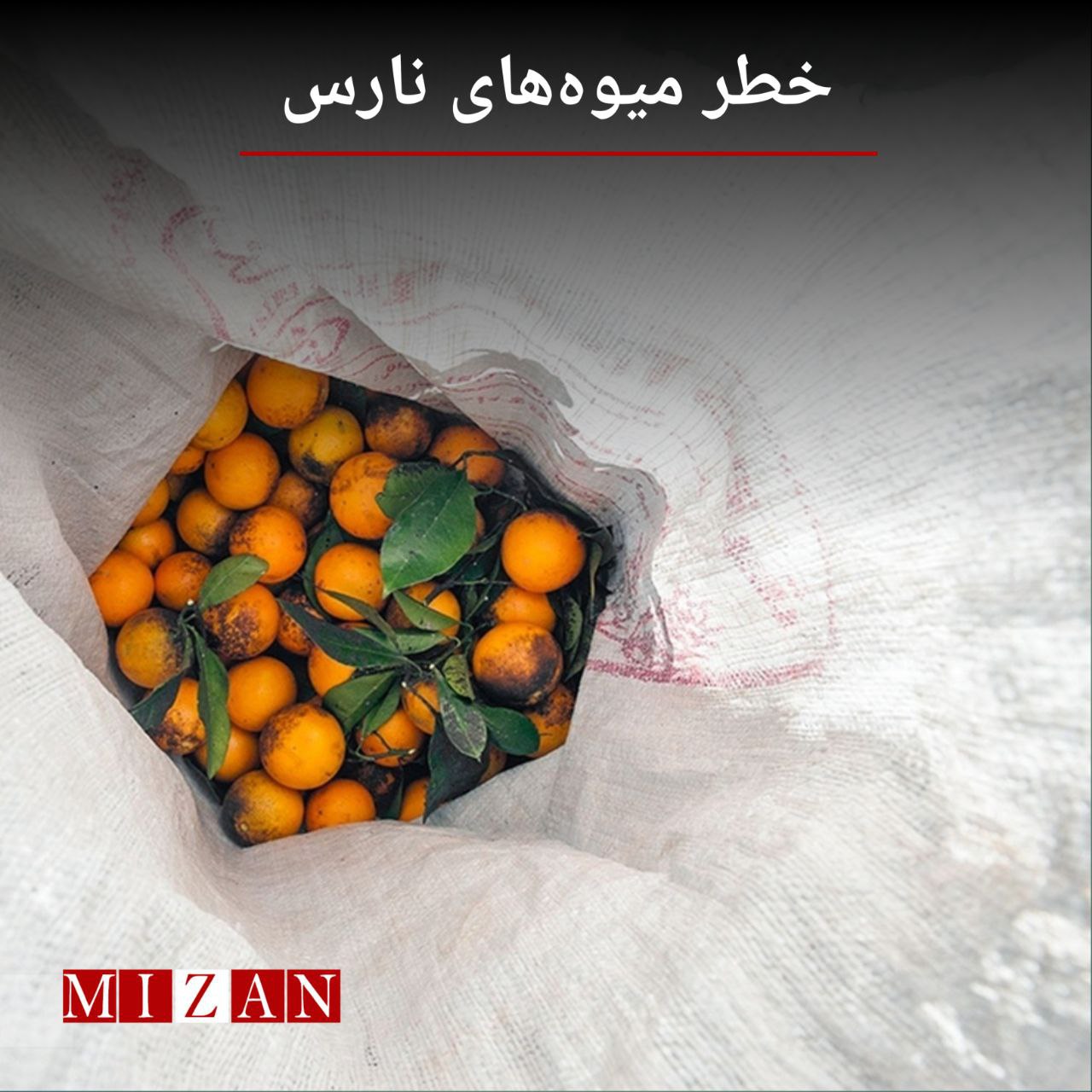 مصرفکنندگان مراقب باشند؛ میوههای کاملاً نارنجی در ابتدای پاییز طبیعی نیستند