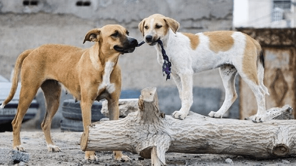 رژه سگهای ولگرد روی اعصاب مردم تبریز