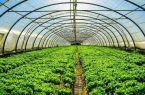 تولیدات گلخانه‌ای منطقه آزاد ارس از مرز ۳۰۷ هزار اصله گذشت