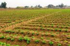 افزایش ۳۰ درصدی عملکرد دیمزارها با اجرای پایگاههای نوآوری