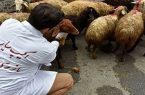 نظارت ۷۸ گروه دامپزشکی بر ذبح دام‌های قربانی در آذربایجان شرقی