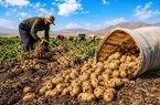 برداشت سیب‌زمینی تابستانه در آذربایجان شرقی