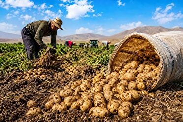 برداشت سیب‌زمینی تابستانه در آذربایجان شرقی