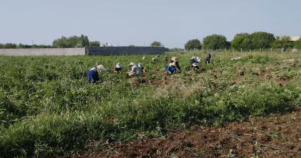 برداشت ۱۸ هزار تن سیر؛ آذرشهر جایگاه نخست تولید در آذربایجان‌شرقی را حفظ کرد
