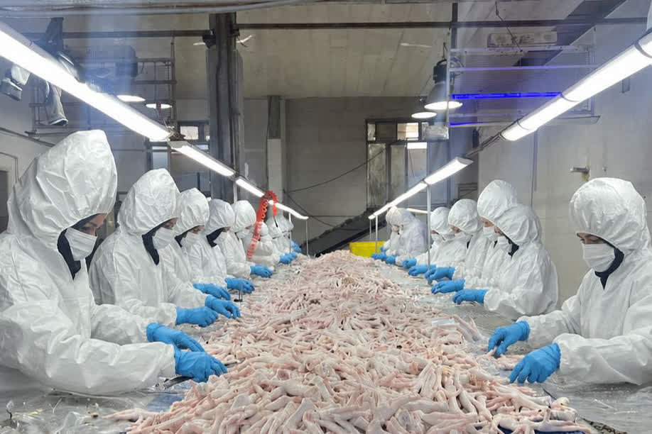 صادرات بیش از ۴۷۰ تن پای مرغ از آذربایجانشرقی به ترکیه و ویتنام در پنج ماه نخست سال ۱۴۰۵