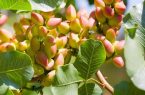 ۳۸۰۸ هکتار باغ پسته در آذربایجان شرقی؛ جوانی درختان، کاهش عملکرد