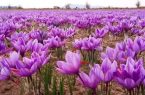 زعفران آذربایجانشرقی؛ ۳.۲ تن تولید به ارزش بیش از ۹۰۰ میلیارد تومان