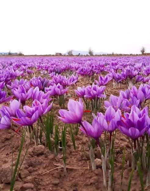 زعفران آذربایجان‌شرقی؛ ۳.۲ تن تولید به ارزش بیش از ۹۰۰ میلیارد تومان